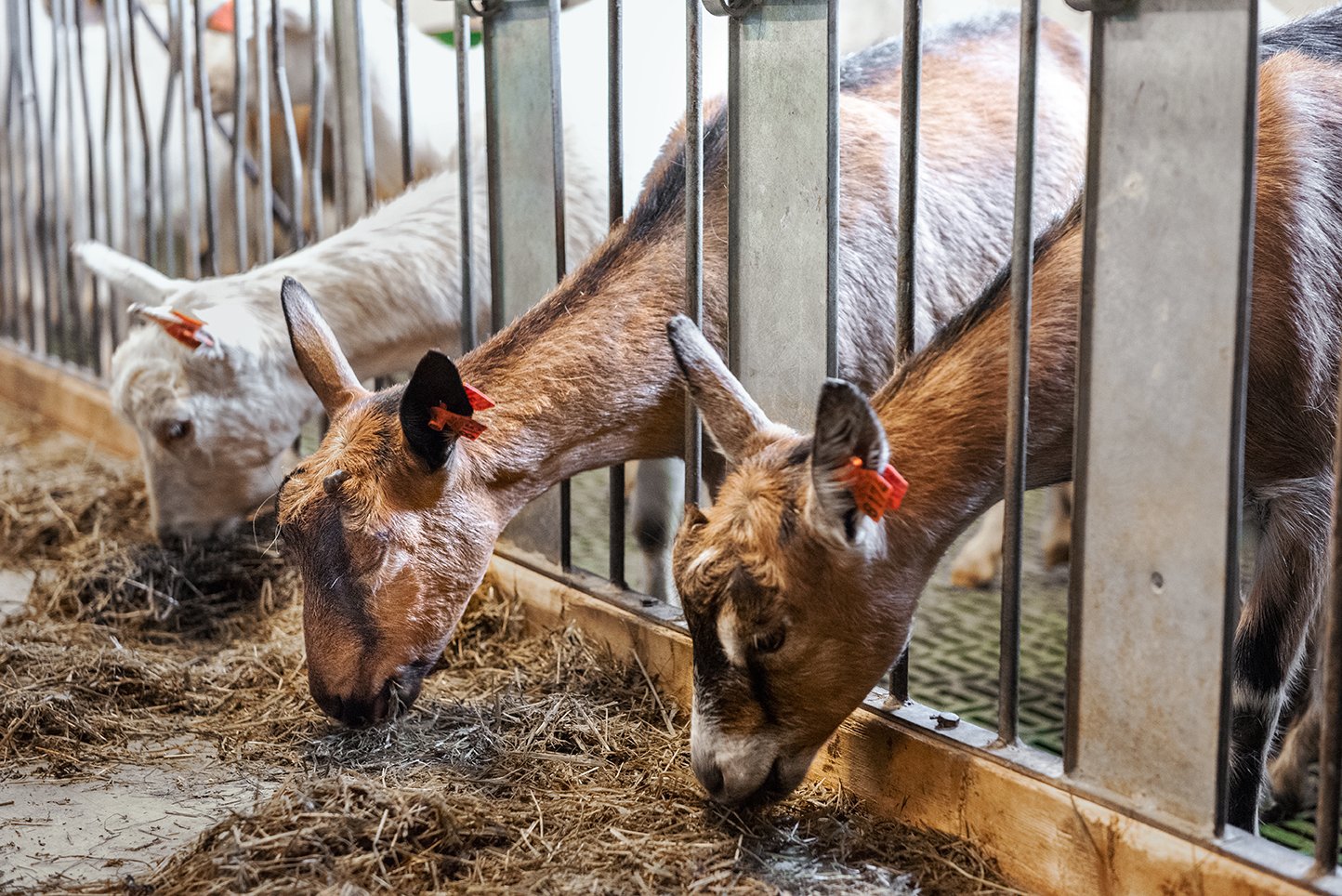 Farm_GoatsFeeding_DSC_0801