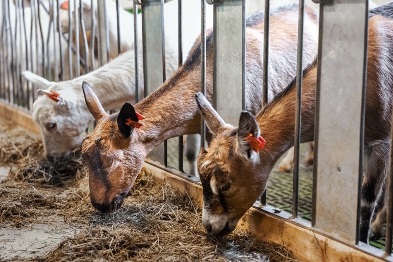 Farm_GoatsFeeding_DSC_0801