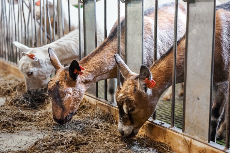 Farm_GoatsFeeding_DSC_0801