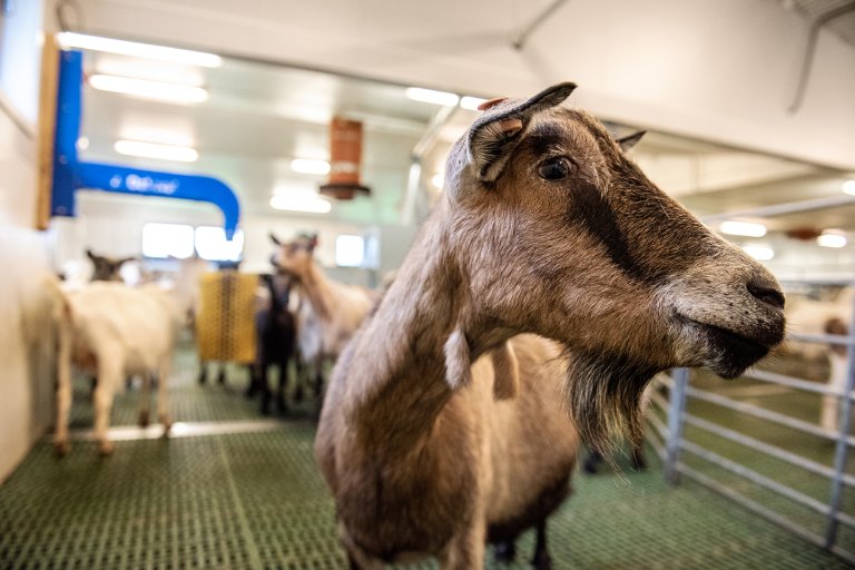 Farm_Portrait_Goat1_DSC_0829